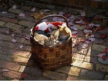 《黑神话：悟空》Steam愿望单排名前50 老外也很期待